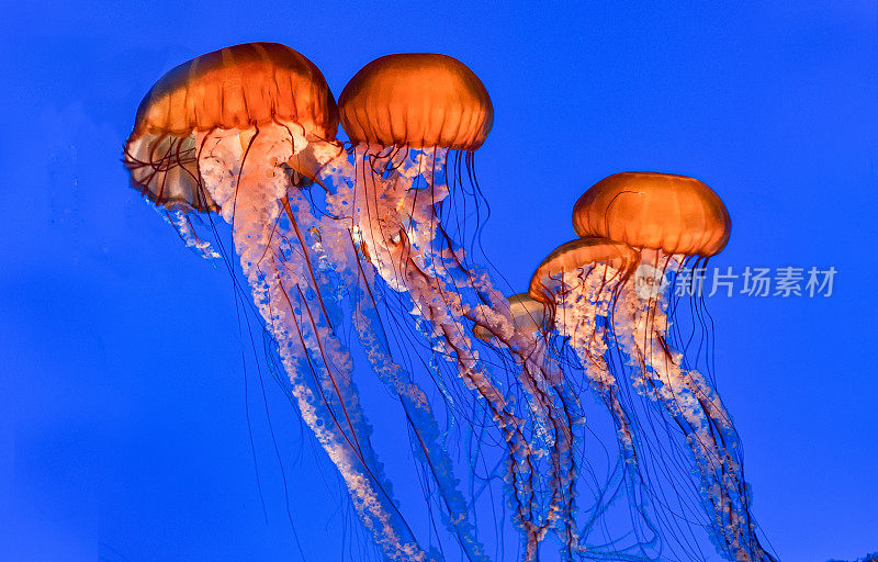 太平洋荨麻(Chrysaora fuscescens)，或西海岸荨麻，是一种分布广泛的浮游孢子动物，或水母，“水母”或“水母”，生活在太平洋东北部。